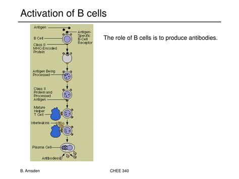 Ppt Basic Immunology Powerpoint Presentation Free Download Id304069