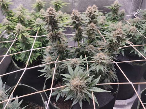 Sweet Seeds Gorilla Sherbet F1 Fast Version Grow Diary Journal Week12