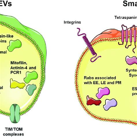 Proteins Enriched In Large And Small Evs Schematic Illustration