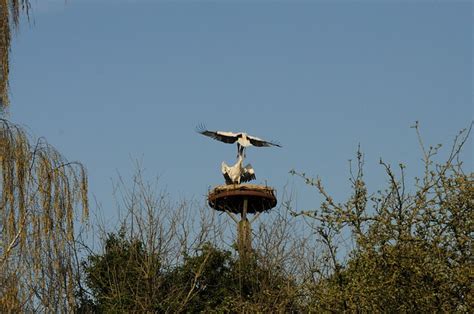 Stork Bird Watching Nest - Free photo on Pixabay - Pixabay