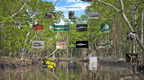 Everglades Food Web by evan a on Prezi Next