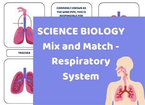 Mix And Match Respiratory System Science Worksheet Etsy