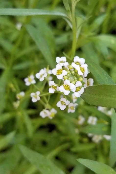 Alyssum Carpet Of Snow Perennial Carpet Vidalondon