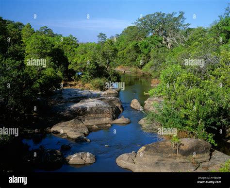 Riverine Forest In Olifants River Kruger National Park Transvaal South