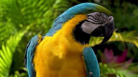 WILD ANIMALS | INSECTS🦋 | BIRDS 🦜 | NICE VIDEO ABOUT WILDLIFE - YouTube