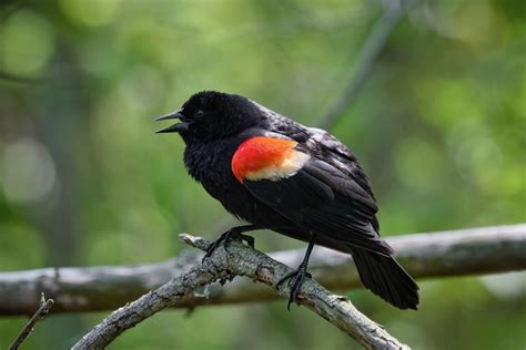 8 Types Of Blackbirds Found In New Jersey Nature Blog Network