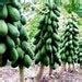 Maradol Papaya Tree Seeds Grows Fruit in Only 9 Months From Seed 10 ...