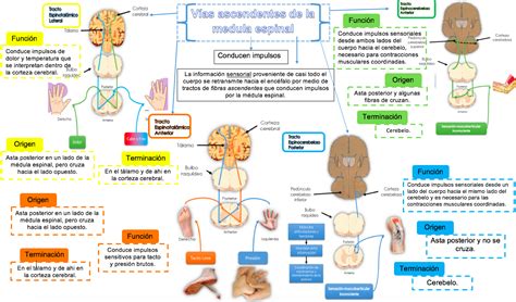 Fisiolog A Transmisi N Sin Ptica Adren Rgica Y Colin Rgica