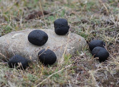 Wombat poo mystery explained by University of Tasmania wildlife ecologist Scott Carver | 7NEWS ...