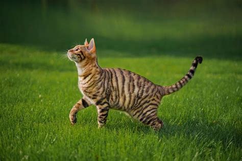 200 Striped Cat Names Ideas For Your New Kitten - Cats.com