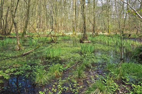 Download free photo of Landscape,swamp,marsh,trees,bare branches - from needpix.com