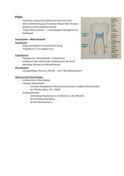 Pulpa Endo Zusammenfassung Der Endodontologie F R Das Studium Der