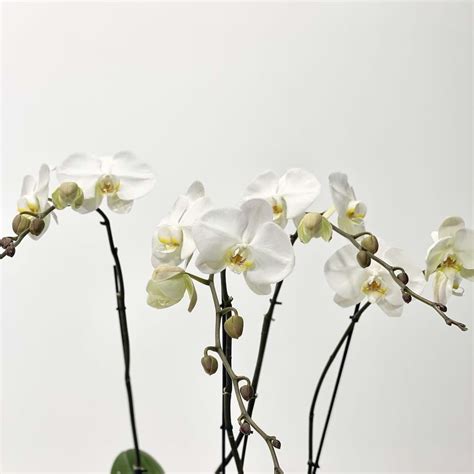 Large White Phalaenopsis Orchid Plants In Glass Vase Exquisite Bowl