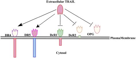 Frontiers Trailing Trail Resistance Novel Targets For Trail