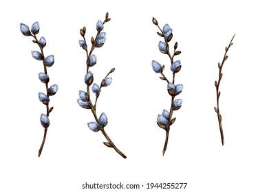 Watercolor Illustration Set Pussy Willow Twigs Stock Illustration Shutterstock