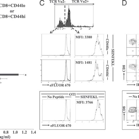 Innate Cd8 T Cells Can Provide Help To Oti T Cells A Schematic