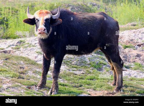 Iraqi Cattle Hi Res Stock Photography And Images Alamy