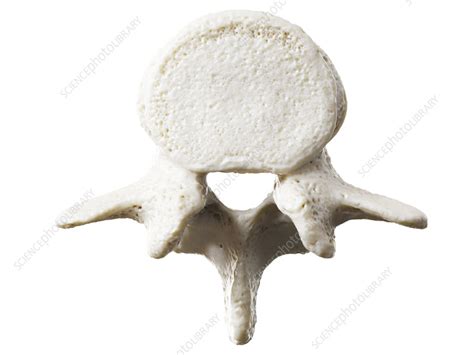 Lumbar Vertebrae Illustration Stock Image F035 0064 Science