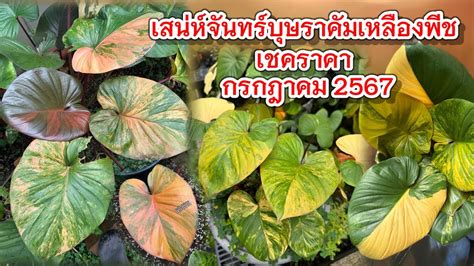 เสนหจนทรบษราคมเหลองพช อพเดตไมในสวน เชคราคา ตนเดอนกรกฎาคม