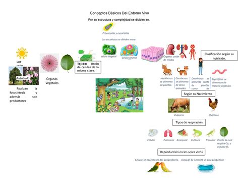 El Entorno Vivo Y Sus Conceptos Revelantes Conceptos Básicos Del