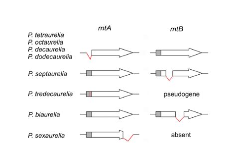 Five Distinct Mechanisms Preventing MtA Expression In Mating Type O