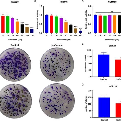 The Inhibitory Effects Of Isoflurane On Crc Cell Proliferation The