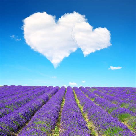 Lavender Field Love Wall Art | Photography