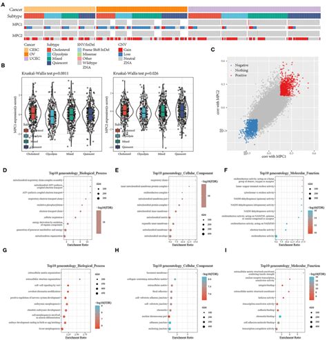 A Mutations And Cnv Distribution Of Mpc In Different Metabolic