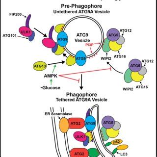 Model Of The Regulation Of Autophagosome Biogenesis By AMPK Glucose