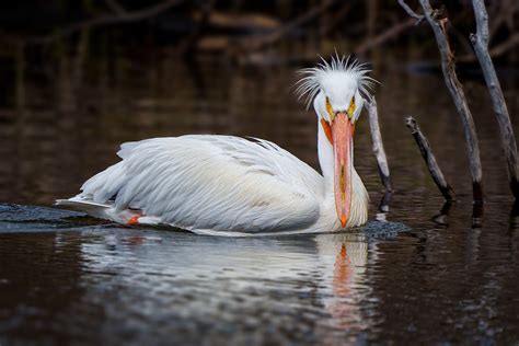 A7404625 Pelican Dave V Flickr