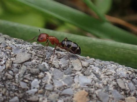 Common Ants In Texas With Pictures