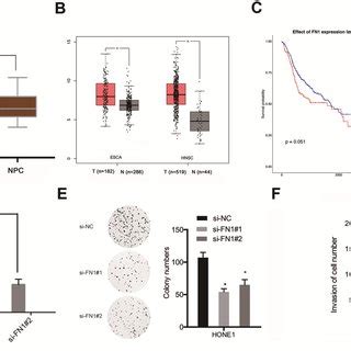 FN1 Knockdown Inhibited Proliferative And Invasive Abilities Of NPC