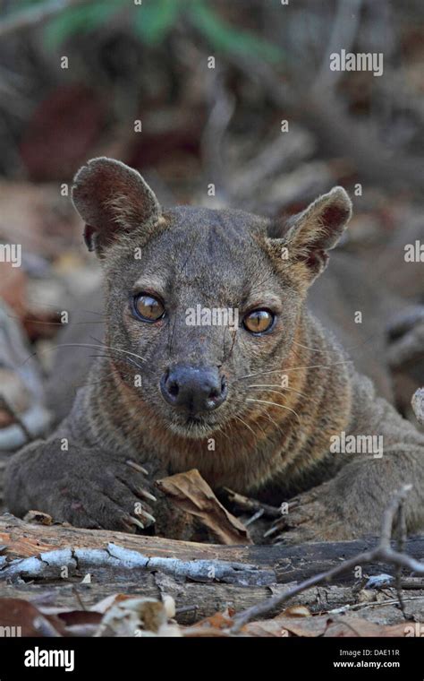 Fossa Cryptoprocta Ferox Descansando En El Piso Del Bosque El M S