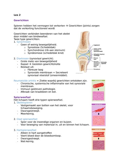 Les 2 Metabolisme En Spierfysiologie Les 2 Gewrichten Spieren Hebben