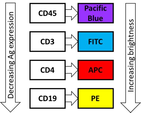 Flow Cytometry Fluorescent Conjugates (Fluorochrome) Optimization