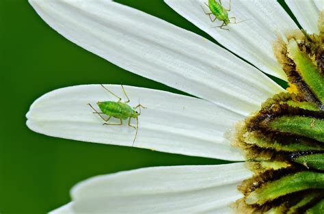 A Helpful Guide To Getting Rid Of Pests In Your Backyard