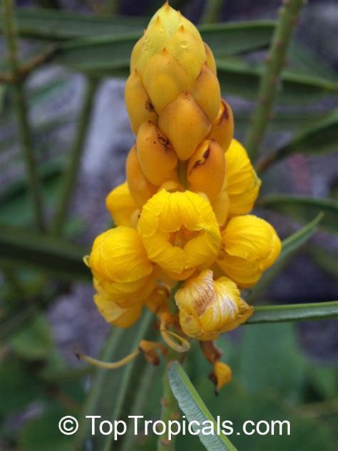 Senna Alata Cassia Alata Empress Candle Plant Candle Bush Carrion Crow