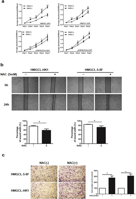 Ros Inhibitor N Acetyl Cysteine Nac Accelerates Npc Cell Growth And