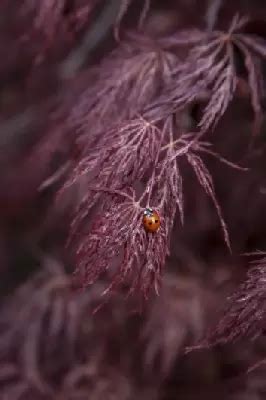 Acer Palmatum Dissectum Inaba Shidare Provender Nurseries