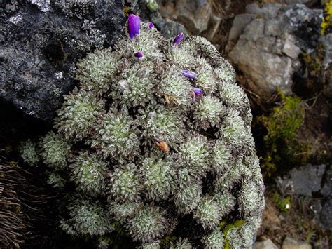 Imbabura Flora Ecuventure