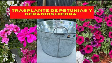 Plantando PETUNIAS Y GERANIOS HIEDRA En MACETAS GALVANIZADAS YouTube