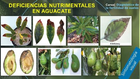 Enfermedades En Las Hojas Del Aguacate C Mo Identificarlas Mi Tienduca