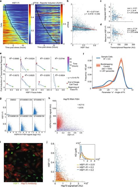 Relationship Between Hsf1 Foci And Hsf1 Transcriptional Activity A