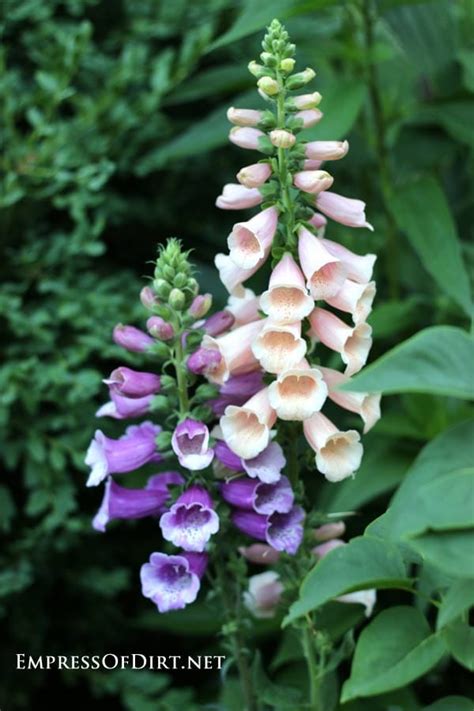 How To Grow Foxgloves Digitalis — Empress Of Dirt