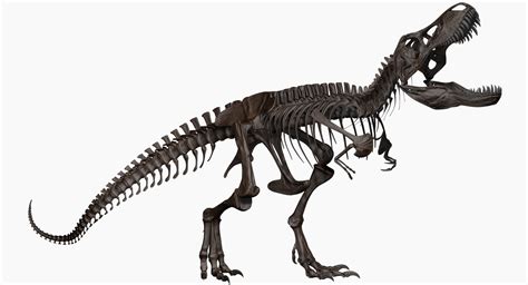 T Rex Skeleton Side View