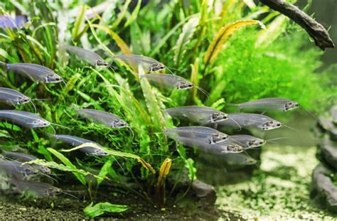 Glass Catfish (Kryptopterus vitreolus): Ultimate Care Guide - Fish ...