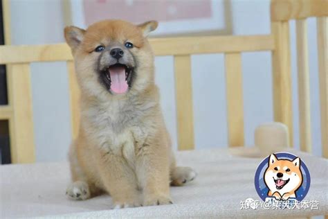 在天津如何买到纯正的柴犬？天津柴犬价格 知乎