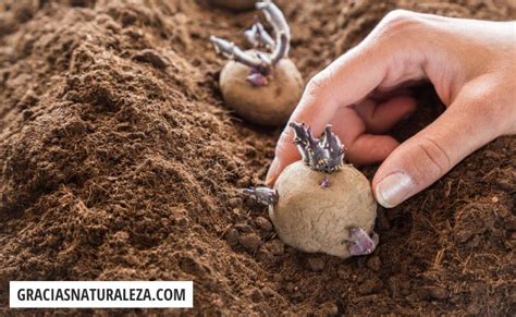 Plantar PATATA Cómo Cuándo y Dónde Guía fácil y útil