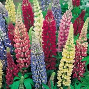 Lupins (Lupinus) - Uses, Benefits, Nutritional Value, Growing and Care ...