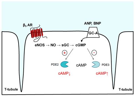 Jcdd Free Full Text Imaging Of Pde And Pde Mediated Cgmp To Camp